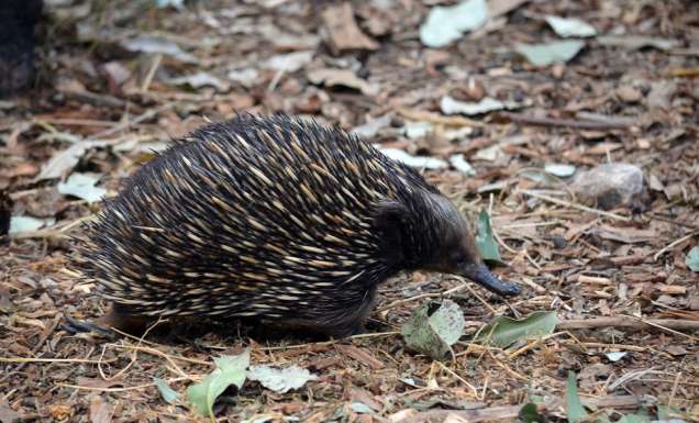 Feel-good holiday: Helping out echidnas on Kangaroo Island.