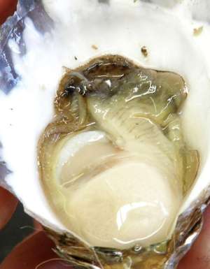 Where to find the best oysters in Port Macquarie