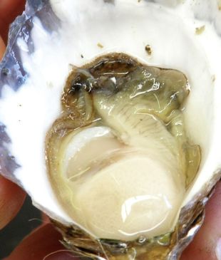 <p><i>Where to find</i> the best oysters in <strong>Port Macquarie</strong></p>
