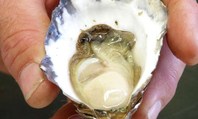 Where to find the best oysters in Port Macquarie