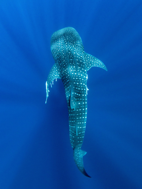 A whale shark in Ningaloo
