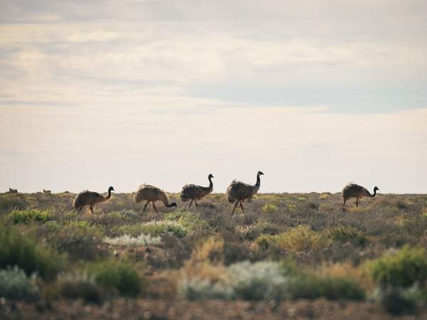 Emus in a paddock in Broken Hill