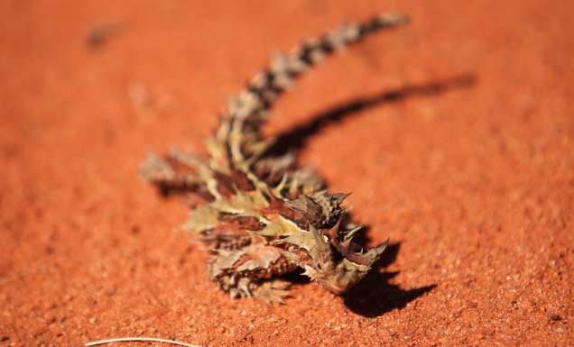 Outback survival stories that’ll stop your heart