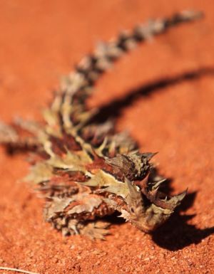 Outback survival stories that’ll stop your heart
