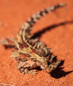 <p><i>Outback survival stories</i> that&#8217;ll stop your heart</p>

