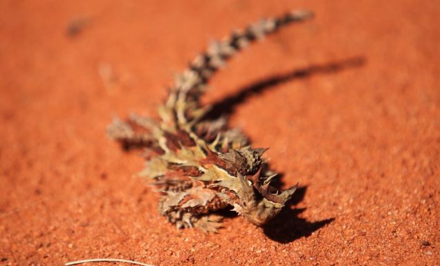 Outback survival stories that’ll stop your heart