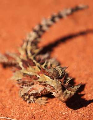 Outback survival stories that’ll stop your heart