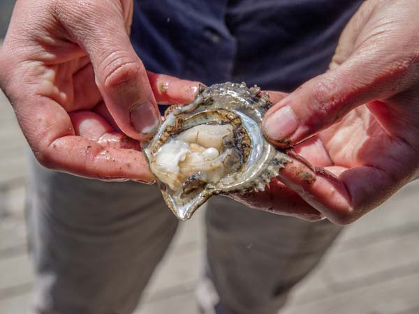 Akoya Pearl Broken Bay