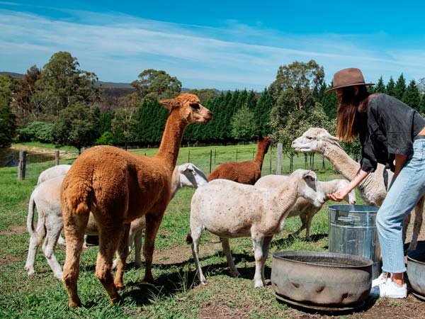 alpacas at the Bilpin Cider Farm