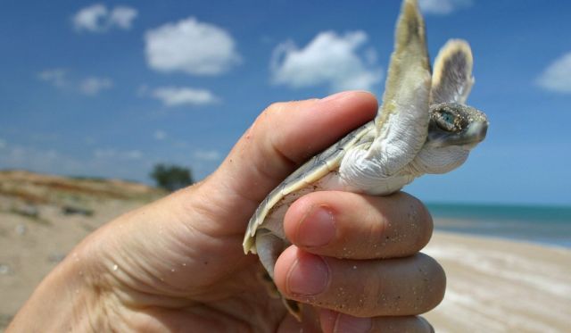 Volunteer to help wildlife