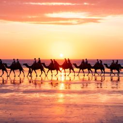 a group camel ride during sunset on Cable Beach, Broome