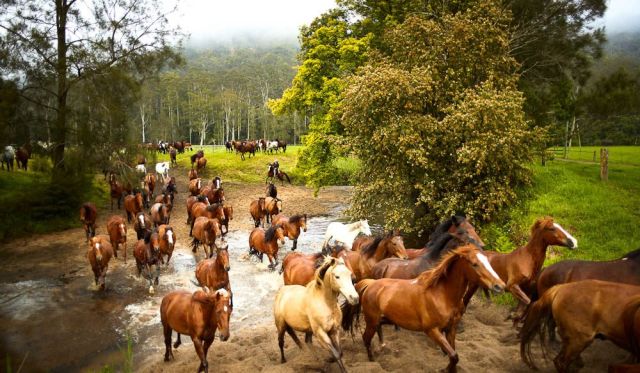 Horse Muster Glenworth Valley