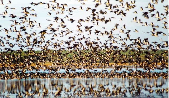 Gindjala goosecamp Kakadu