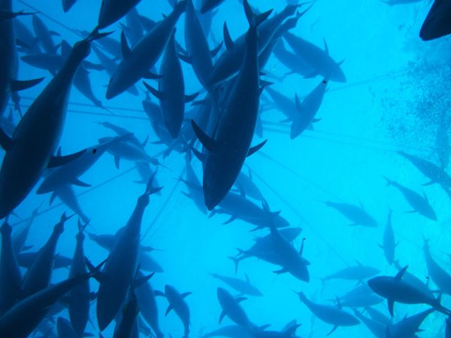 Swimming with tuna, Port Lincoln, SA