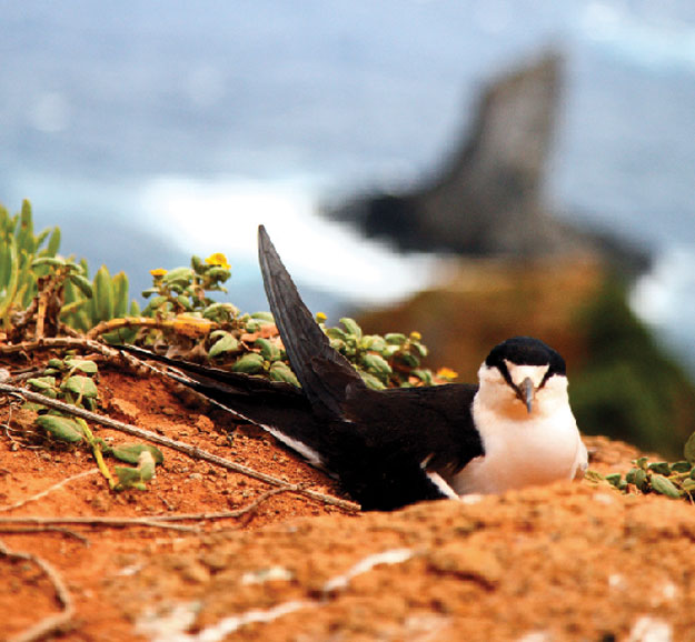 Burnt Pine Norfolk Island