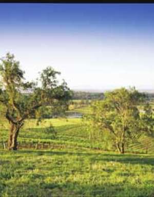 003 Drink among the world’s oldest grape vines