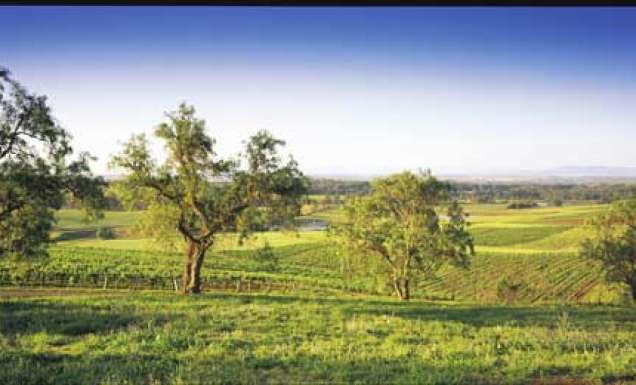 003 Drink among the world’s oldest grape vines