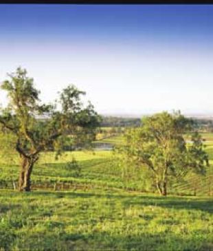<p><i>003 Drink among the world&#8217;s oldest grape vines</i></p>

