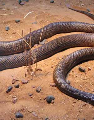 016 Face the most venomous snake on its own turf