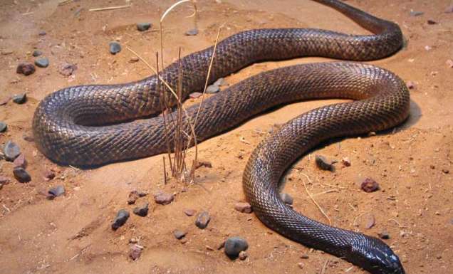 016 Face the most venomous snake on its own turf