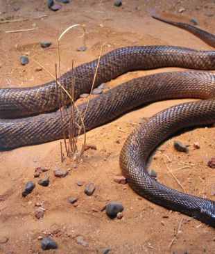 <p><i>016 Face</i> the most venomous snake on its own turf</p>
