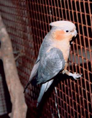 056 Breed Australia’s new national bird?