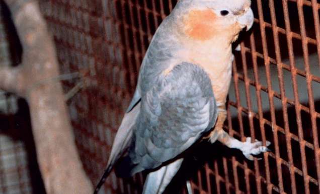 056 Breed Australia’s new national bird?