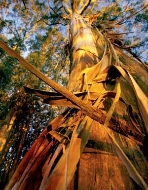 060 By gum, it’s the world’s largest forest on the Murray