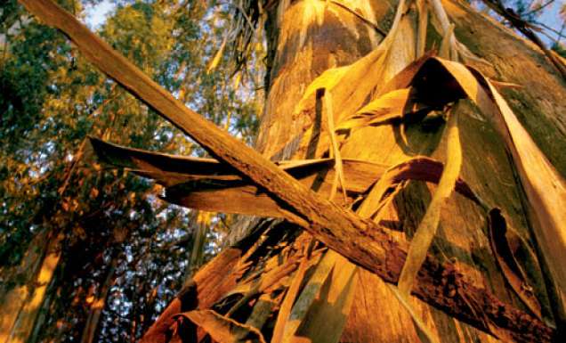 060 By gum, it’s the world’s largest forest on the Murray