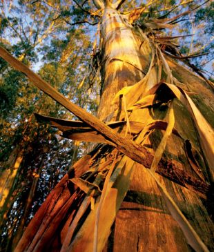 <p><i>060 By gum, it’s</i> the world’s largest forest on the <strong>Murray</strong></p>
