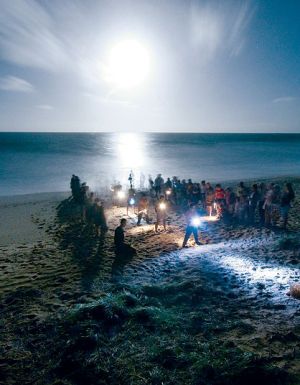 Watch an ancient creature, the flatback turtle, take its first steps. Image by Darren Jew, Tourism Qld