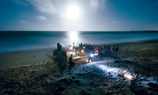 Watch an ancient creature, the flatback turtle, take its first steps. Image by Darren Jew, Tourism Qld