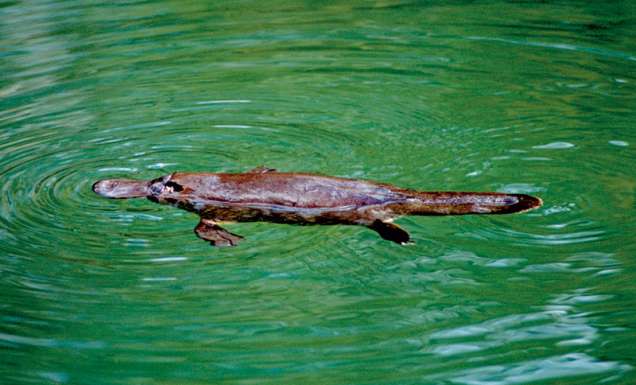 096 Wade with the world’s most poisonous mammal