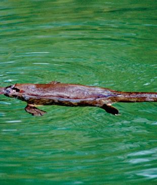 <p><i>096 Wade with the world’s most poisonous mammal</i></p>
