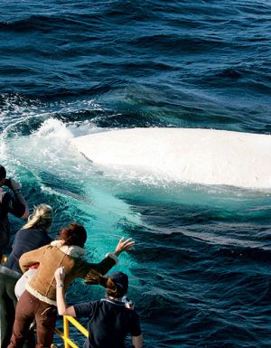 Wave to the world's only white whale, Migaloo: Image by Newspix