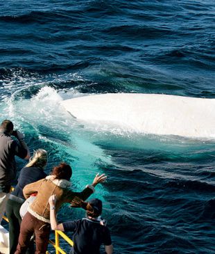 <p><i>100 Wave to the world’s only white whale</i></p>
