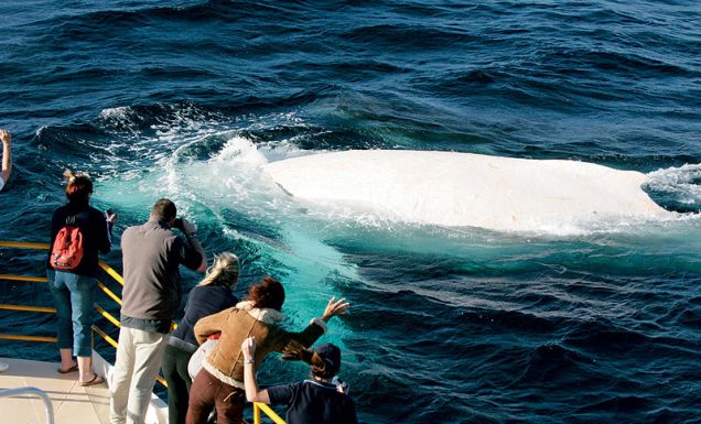 Wave to the world's only white whale, Migaloo: Image by Newspix
