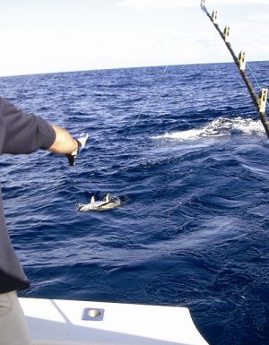 Mancations – Gone fishing
