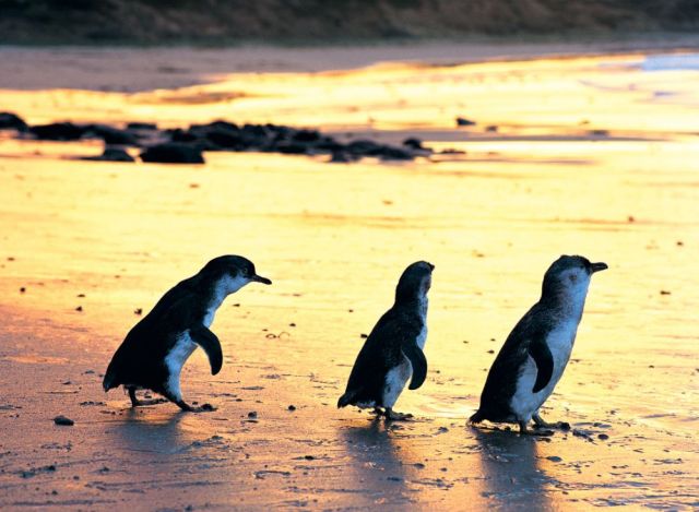 Phillip Island Penguins
