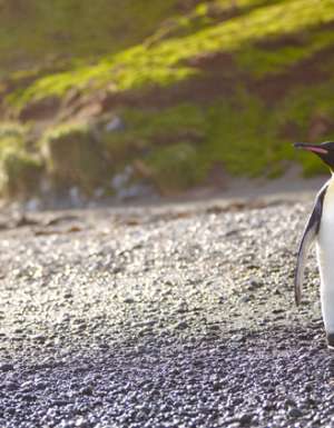 Penguin Passage – Australia’s Antarctic Territories
