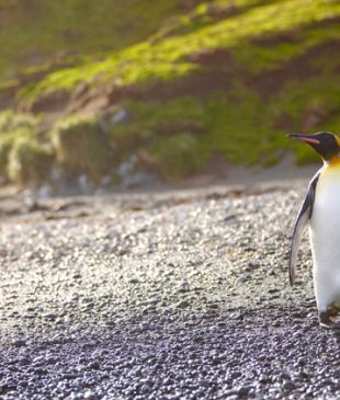 <p><i>Penguin Passage</i> &#8211; <strong>Australia’s</strong> Antarctic Territories</p>
