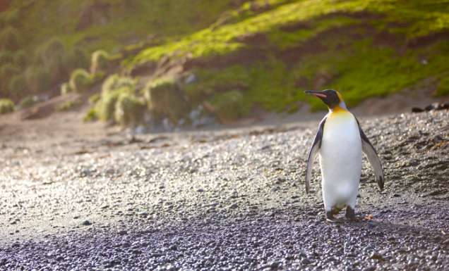 Penguin Passage – Australia’s Antarctic Territories