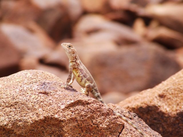 Pilbara Lizard