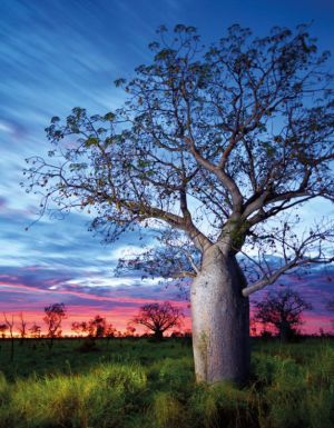 Boab, Kimberley, WA