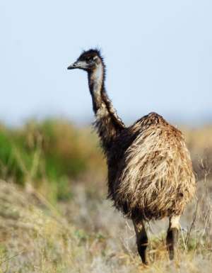 Driving the historic Mallee Highway: What you need to know