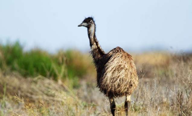 Driving the historic Mallee Highway: What you need to know