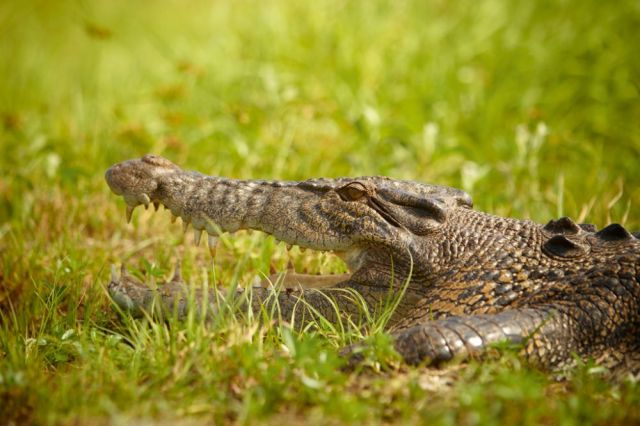 Saltwater crocodile, Mount Borradaile, Arnhem Land, Northern Territory