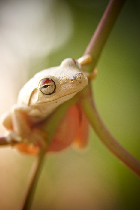 Mount Borradaile tree frog, Arnhem Land, Northern Territory
