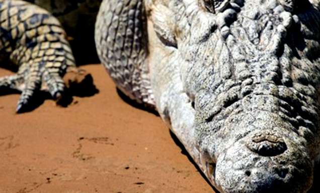 Close encounters of the creature kind