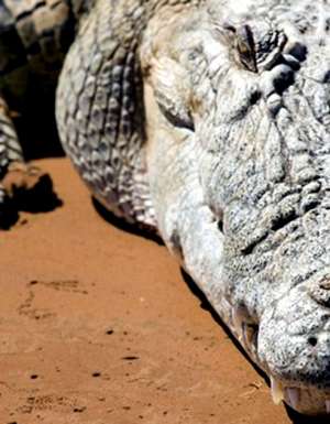 Close encounters of the creature kind